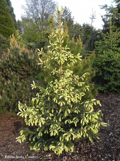 Picea glauca 'Spruce Lane'